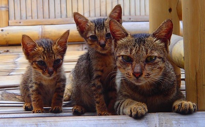 Cats of Gili